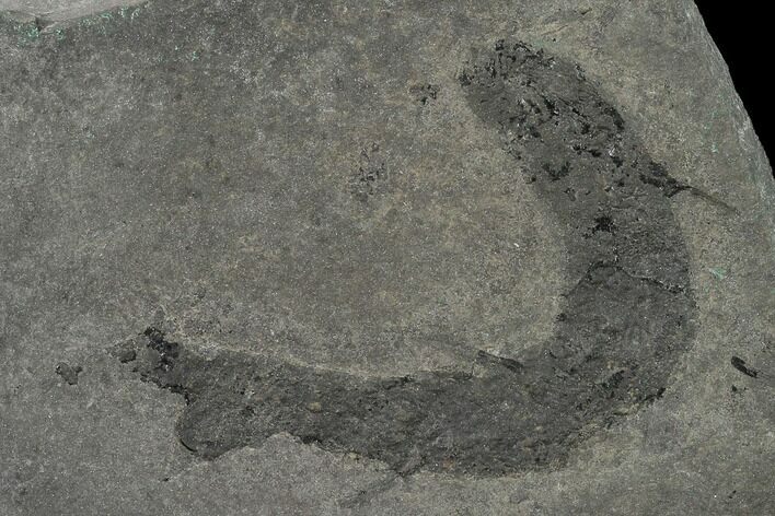 Devonian Spiny Shark (Diplacanthus) Fossil - Scotland #156287